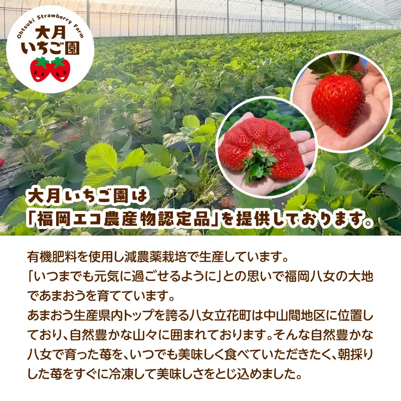 冷凍いちご 500g×1パック【大月いちご園】 あまおう いちご 苺 イチゴ フルーツ くだもの 朝採り 冷凍 アレンジ 小分け 食べきり 福岡県 八女市 210-001