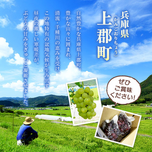 【先行予約】ご自宅用船坂ぶどう 約2kg（3～5房）| 船坂ぶどう ぶどう フルーツ 兵庫県 上郡町 発送は2026年8月16日～2026年10月10日頃予定】