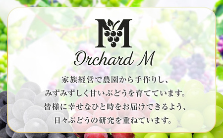 〈プラスワン企画実施中〉 シャインマスカット 2房 ＋ お試しぶどう 1房 計 1.4kg Orchard M《8月中旬-10月上旬頃出荷》熊本県 長洲町 果物 フルーツ スイーツ デザート
