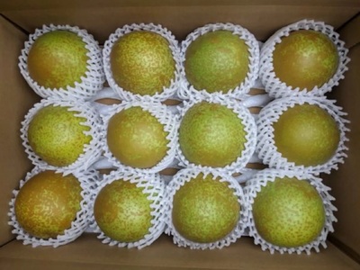 Y1049 八頭町産　梨「甘太梨」5kg【梨 なし ナシ 果物 フルーツ ギフト 先行予約 甘い 果実 果汁 デザート もぎたて 旬 新甘泉好きな方におすすめ】