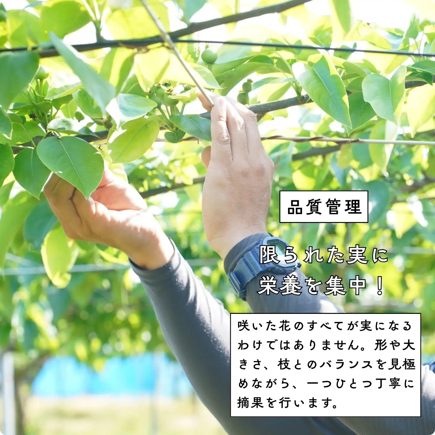 先行予約 和梨 あきづき 約5kg 令和8年度 新潟県三条市産