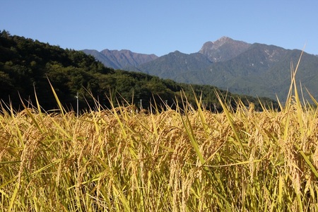 【令和7年産】《米冠位受賞》［自然農法］武川米　幻の米 よんぱち　白米 1.5kg（約1升）　農林48号 お米 自然農法 農薬・化学肥料不使用 もっちり しっかり お弁当 おにぎり 山梨県 北杜市 [h360]