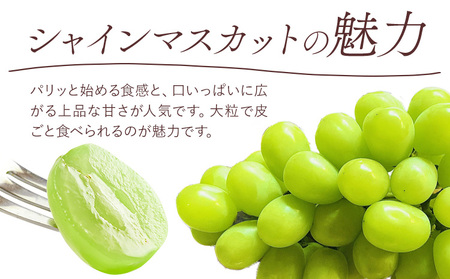 清水白桃 計約900g シャインマスカット 1房 詰合せ 桃茂実苑【配送不可地域あり】