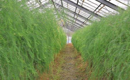 アスパラガス 小豆島産 「さぬきのめざめ」 M、L、2L混合1kg 野菜