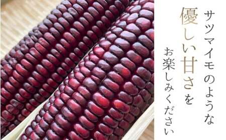とうもろこし  先行予約 奈良県産 大和ルージュ 計10本 令和8年産 【2026年7月中旬～10月中旬順次発送】 葛城市【smlk037】