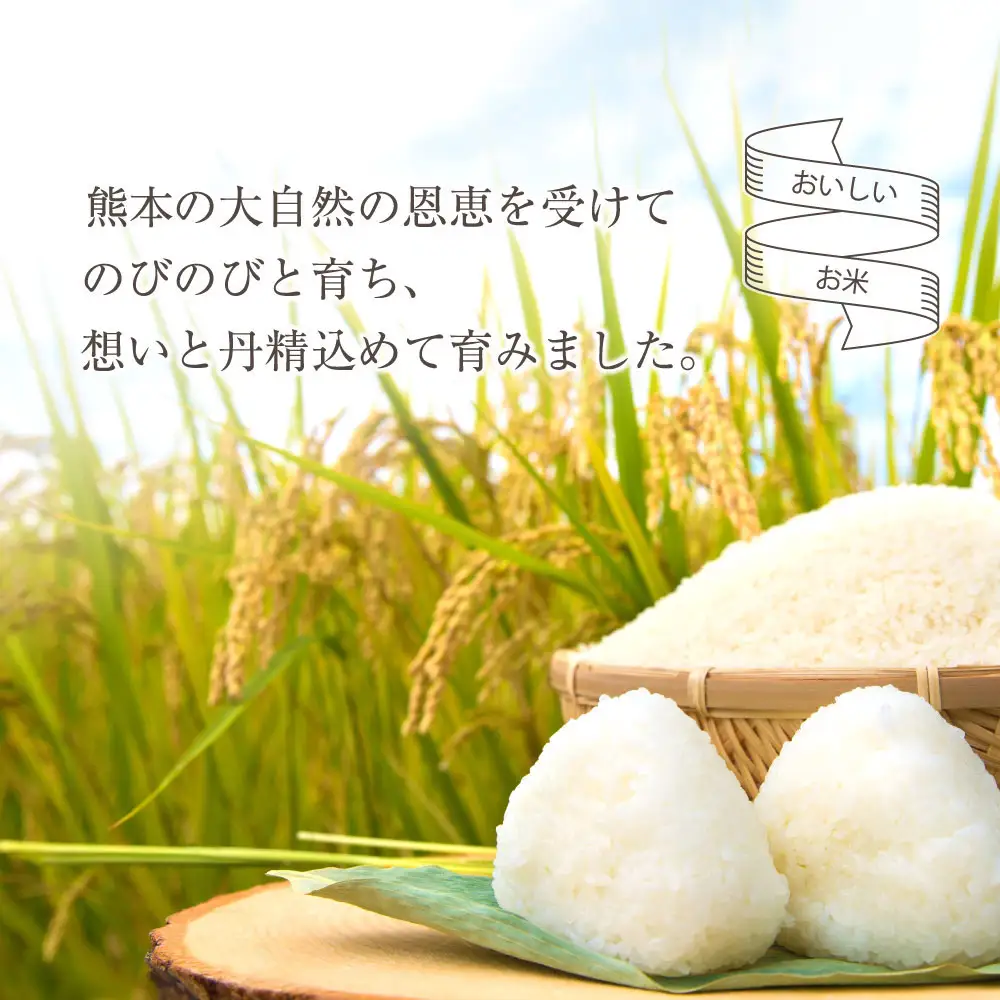 【選べる回数】【定期便12回】R7年産コシヒカリ 5kg プロ厳選の産地直送米 白米 お米 人気 美味しい 白ご飯 こだわり 農業 甘味 香り ツヤ お米の王様 熊本県 阿蘇市
