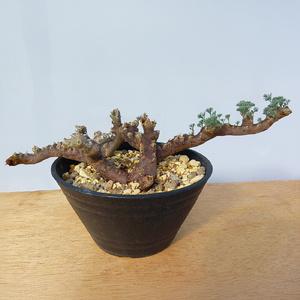 サルコカウロン・ムルチフィズム (発根管理済) A003｜観葉植物 コーデックス [0675]