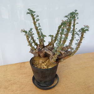 サルコカウロン・ムルチフィズム (発根管理済) A005｜観葉植物 コーデックス [0677]