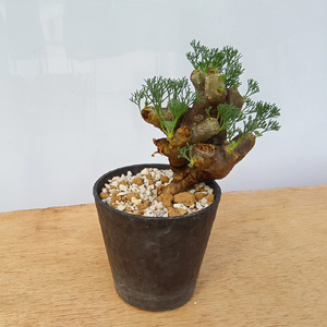 サルコカウロン・ムルチフィズム (発根管理済) A008｜観葉植物 コーデックス [0680]