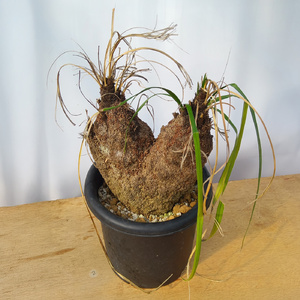 キセロフィタ トリコフィラ (発根管理済) A002｜観葉植物 コーデックス [0683]