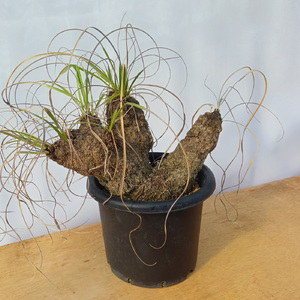 キセロフィタ トリコフィラ (発根管理済) A003｜観葉植物 コーデックス [0684]