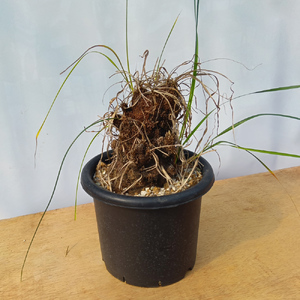 キセロフィタ トリコフィラ (発根管理済) A007｜観葉植物 コーデックス [0688]