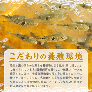 豊後水道 とらふぐ 切り身 (計1.2kg) ふぐ フグ トラフグ ふぐ鍋 唐揚げ ふぐちり てっちり 小分け 切身 切り身魚 切身魚 大容量 国産 冷凍 養殖 岬ふぐ【JJ001】【浪井丸一水産】