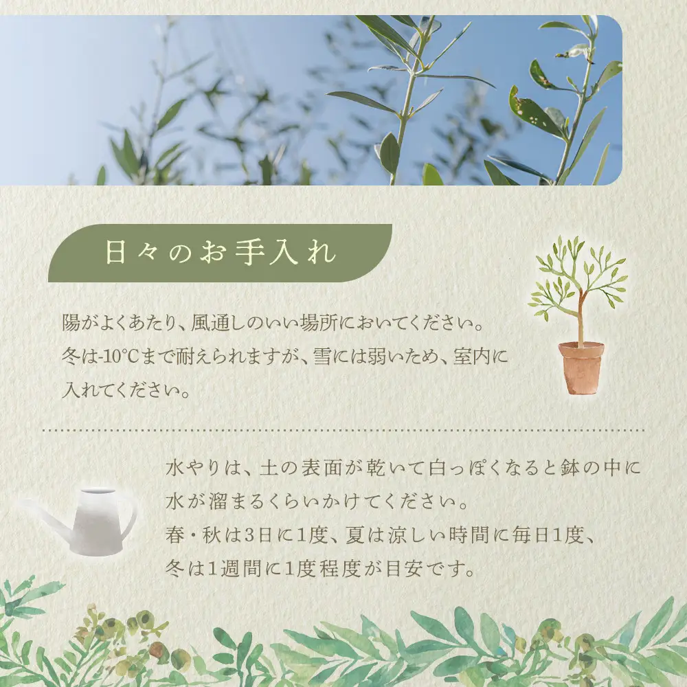 オリーブの木　Sサイズ　高さ約100～130cm