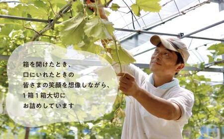ぶどう 岡山県産 希少ぶどう特大大粒シャイニーレディ2房計1.3kg～ 【KF-B095-01】