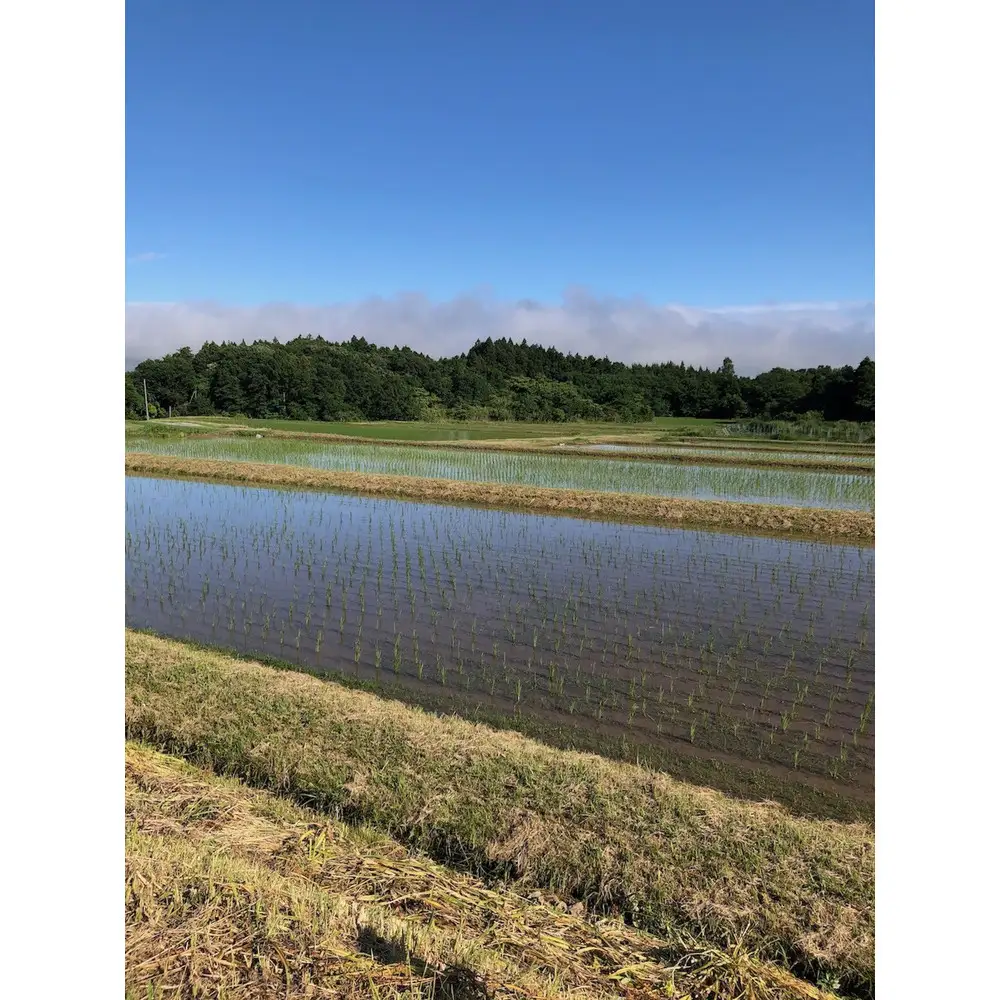 【佐渡産 こだわりの自然栽培米】令和7年度産 コシヒカリ 白米5kg