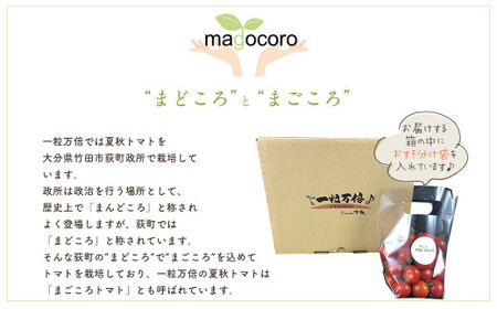 まごころ ミニトマト の宝石箱 1.7kg（約80～110玉）サンチェリーピュア トマト【2026年7月上旬から11月下旬まで発送予定】