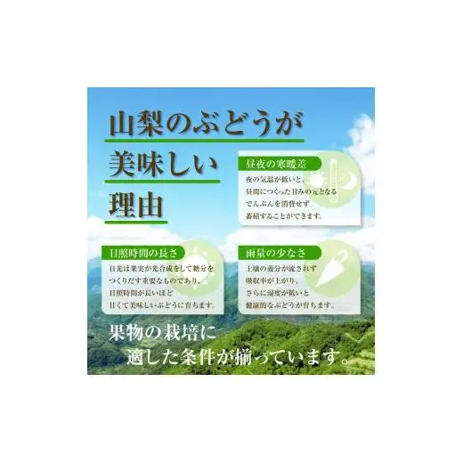 【2026年収穫分先行予約】【訳あり】 産地直送シャインマスカット(約1.5kg）