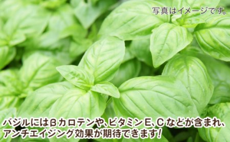 【2027年1月〜発送】【愛情たっぷり】バジルペースト×3本 / 南島原市 / ふくはちファーム/福島農園 [SBS026]