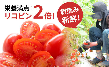完熟アイコトマト 約3kg / トマト  [SCB052] 