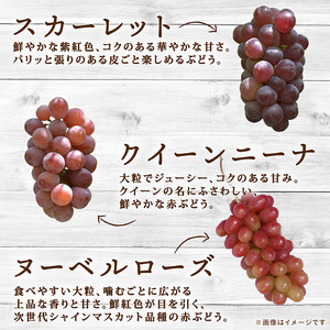 彩り豊かな完熟ぶどう 2～3房セット 1㎏ 【tbb03】