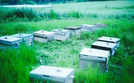 蜜柑の雫（しずく） 300g 蜜柑蜜  はちみつ 蜂蜜 ハチミツ みかん 蜜 調味料 国産 愛媛県産 【えひめの町（超）推し！（内子町）】（960）