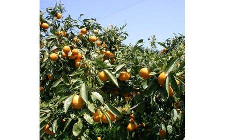 【希望の島】 完熟春みかん （カラマンダリン） 特選品 中玉 2kg 愛媛県 松山市 中島産 みかん ミカン 柑橘 贈答用 果物 くだもの フルーツ デザート 国産 常温 【2026年5月上旬～5月下旬迄順次発送予定】（1023）