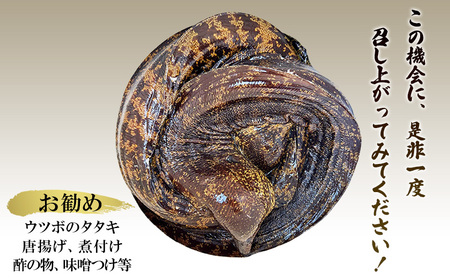 海のギャング 朝獲れウツボ！ 丸ごと1本 ウツボ うつぼ タタキ 唐揚げ 冷蔵 煮付け 酢の物 味噌つけ 酒のつまみ おかず 河津町 静岡県