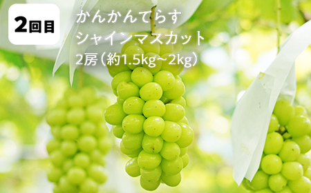 【2026年から発送開始】鏡石町 まきばのフルーツ定期便（桃 約3kg・シャインマスカット2房）モモ もも ブドウ ぶどう 福島県 鏡石町 F6Q-423