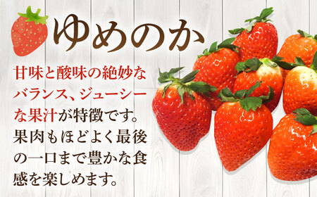 【先行予約】【訳あり/簡易包装】【全3回定期便】ゆめのか 約250g×4パック【2027年1月以降順次発送】【Strawberry Gang】 [JEM004] イチゴ 苺 訳あり