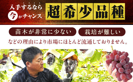 【先行予約 8月下旬発送】富士の輝 1房（約700g） ぶどう / ブドウ 葡萄 シャインマスカット[AFCK001]