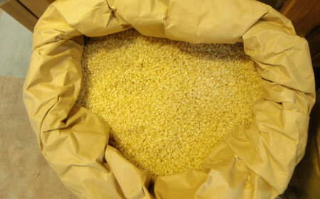 令和7年度産 栗東産 こんぜ清流米 コシヒカリ10kg / 白米 お米 ご飯 コメ 特別栽培米 近江米 / 栗東市 / レーク滋賀農業協同組合[BIBV009]