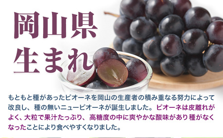 ニューピオーネ 2房 480g以上 【配送不可地域あり】 ﾋﾟｵｰﾈ
