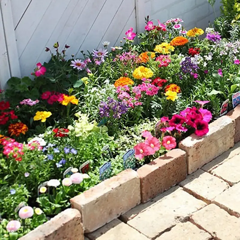 クールな花苗セットD【花苗 花 季節の花 花セット ガーデニング 家庭菜園 園芸 初夏 夏 花壇 庭 鉢 玄関 プランター 寄せ植え おうち時間 趣味 ベランダ 土っ子倶楽部 プレゼント ギフト 】