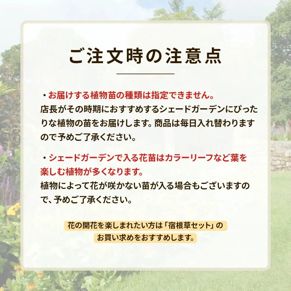 日陰で育つシェードガーデン（和風）セット【ガーデニング 家庭菜園 園芸 初夏 夏 花壇 庭 鉢 玄関 プランター 寄せ植え おうち時間 趣味 ベランダ 土っ子倶楽部 プレゼント ギフト 】