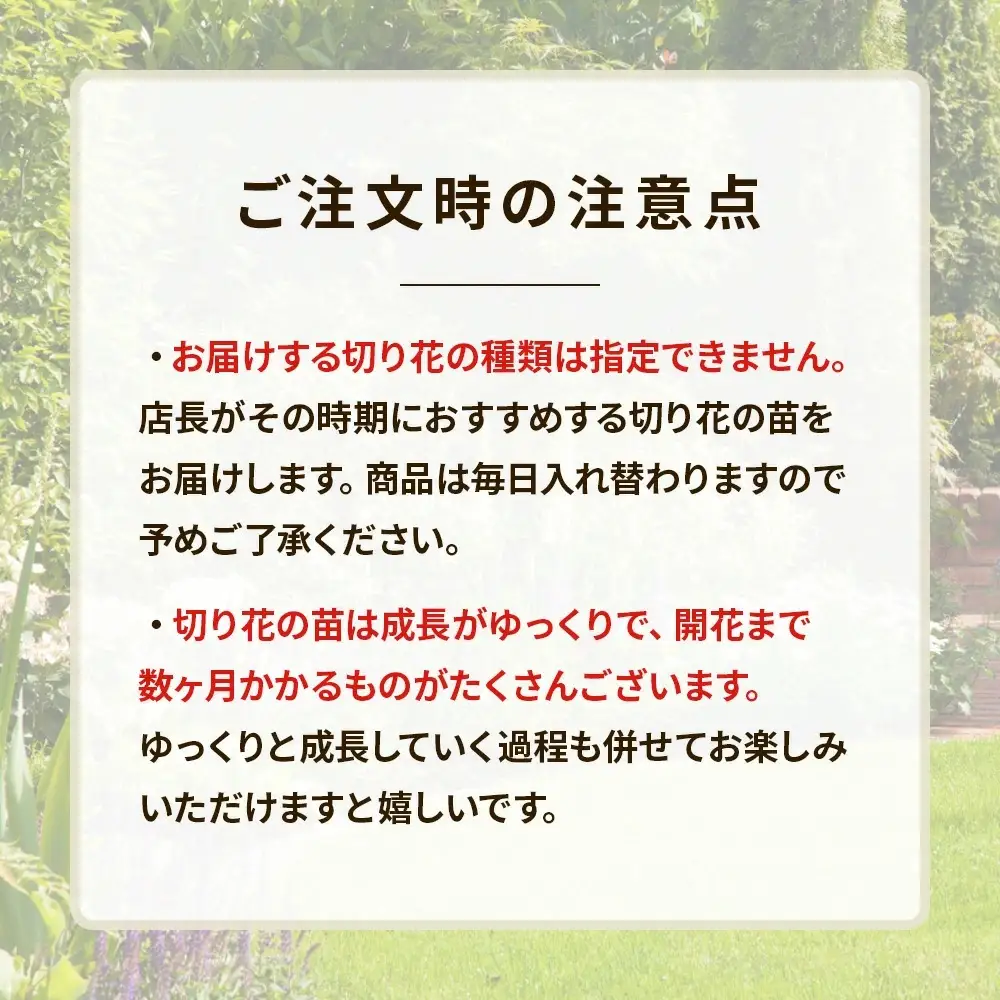 季節の切り花苗 お任せ12ポットmixセット【 花苗セット 花 季節の花 花セット ガーデニング 家庭菜園 園芸 初夏 夏 花壇 庭 鉢 玄関 プランター 寄せ植え おうち時間 趣味 ベランダ 土っ子倶楽部 プレゼント ギフト 】