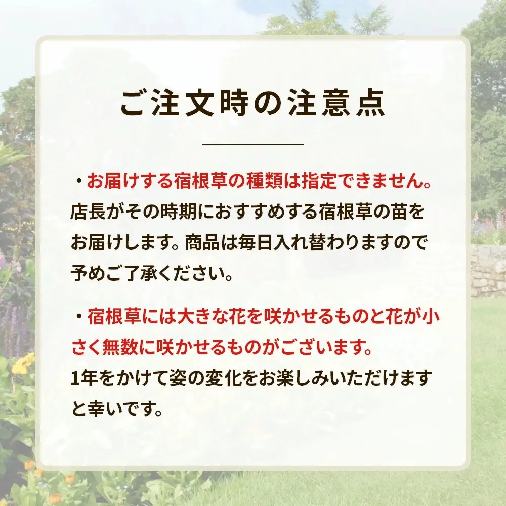 季節の宿根草 お任せ7ポットmixセット【切り花苗 花苗 花苗セット 花 季節の花 花セット ガーデニング 家庭菜園 園芸 初夏 夏 花壇 庭 鉢 玄関 プランター 寄せ植え おうち時間 趣味 ベランダ 土っ子倶楽部 プレゼント ギフト 】