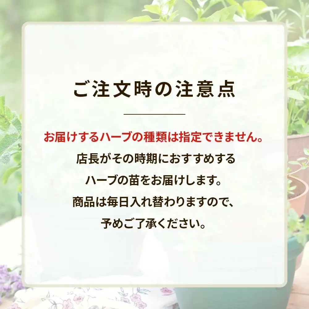 季節のハーブ苗お任せ12ポットmixセット【ハーブ ハーブ苗 花苗 花苗セット 花 季節の花 花セット ガーデニング 家庭菜園 園芸 初夏 夏 花壇 庭 鉢 玄関 プランター 寄せ植え おうち時間 趣味 ベランダ 土っ子倶楽部 プレゼント ギフト 】