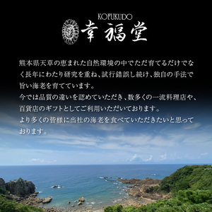 S005-005_【鮮度抜群】《美味しさの極み》天草産・幸福堂の活き車えび『海老王』（370g）〈先行予約〉 / 車エビ 車海老 エビ えび