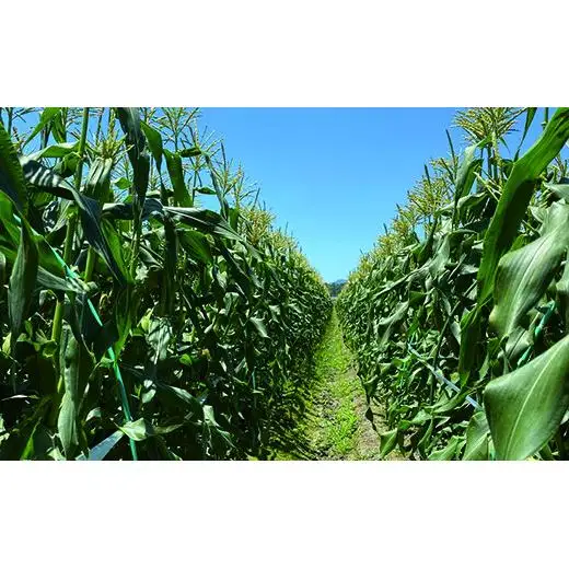 完熟マンゴー スイートコーン入り 農家直送 新鮮野菜詰め合わせセット【先行予約】＜32-3a＞