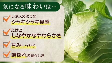 ＜ 8月上旬 発送開始 ＞ 朝採り野菜 人気2種セット まぼろしの419キャベツ 2玉 と 甘～いトウモロコシ 恵味 20本