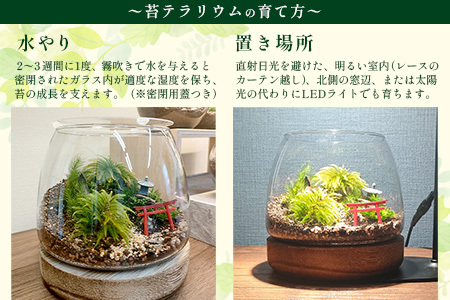 H-53　苔テラリウム　手入れ簡単 癒やしのインテリア 卓上サイズ 誕生日 プレゼント雑貨 敬老の日 贈り物 観葉植物 初心者 鹿島市産 / mossty