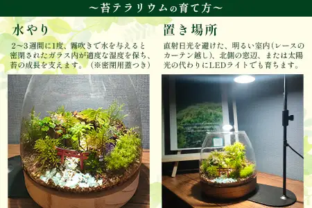J-33　苔テラリウム　手入れ簡単 癒やしのインテリア 卓上サイズ 誕生日 プレゼント雑貨 天然苔 贈り物 観葉植物 初心者 ミニチュア 鹿島市産 / mossty 
