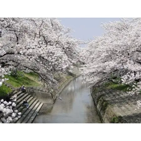 【返礼品なし】高田千本桜や大和高田市内の都市公園などの桜への寄附　1口:10,000円