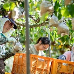 梨 2026年  家庭用  ヤーリ― （6～13玉）約4kg 箱青秀 【岡山県産 フルーツ ギフト 石原果樹園】