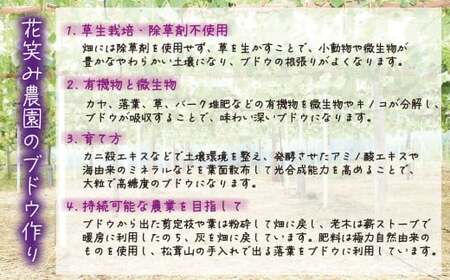 【2026年先行予約】花笑み農園の『BKシードレス』500g以上（中１房） 岡山 贈答用 ぶどう 【hana083-01】