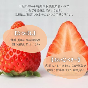 甘さ濃厚 ジューシーいちご4パック 千葉県船橋市産 よつぼし おいCベリー 紅ほっぺ やよいひめ