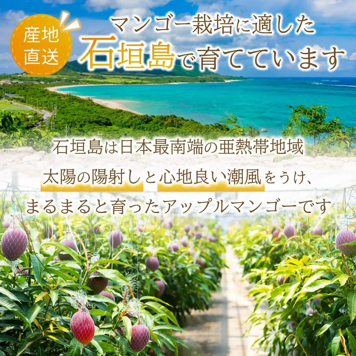 ＜先行予約＞【訳あり】マンゴー サイズ不揃い 2～3玉 (約1kg)  KP-26