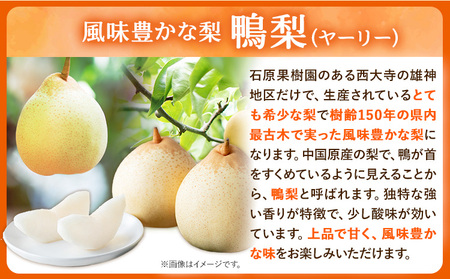 【先行予約】梨 なし 鴨梨 ヤーリー 贈答箱 4.5kg(6～12玉入り) 石原果樹園 《11月中旬-12月下旬頃出荷》岡山県 浅口市 果物 フルーツ お取り寄せ お取り寄せフルーツ 送料無料