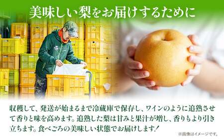 梨 あたご梨 1玉 約1.2kg 贈答箱入り 石原果樹園《2026年11月中旬-12月下旬頃出荷》岡山県 浅口市 フルーツ 果物 ギフト 贈り物 国産 岡山県産 送料無料